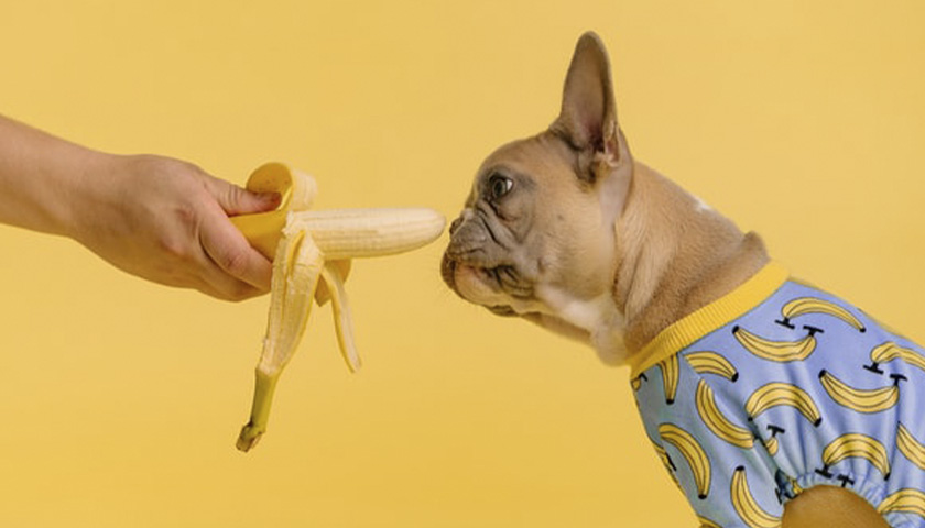 Питание собак – составляем суточный рацион - DogZilla