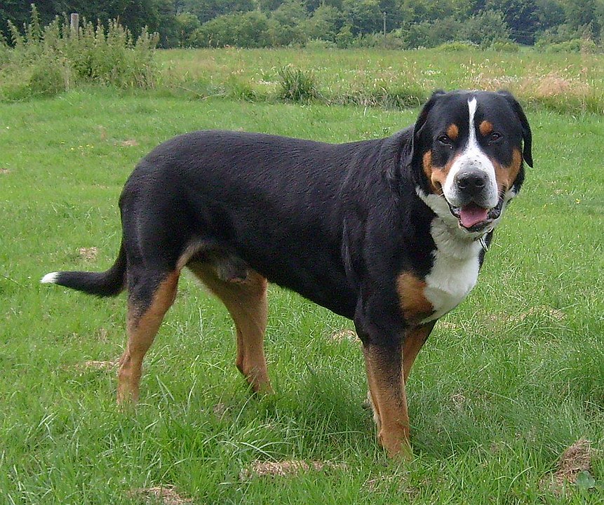 Большой швейцарский зенненхунд (Гросс) - DogZilla
